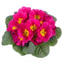 Afbeelding van Primula P10.5 Pink